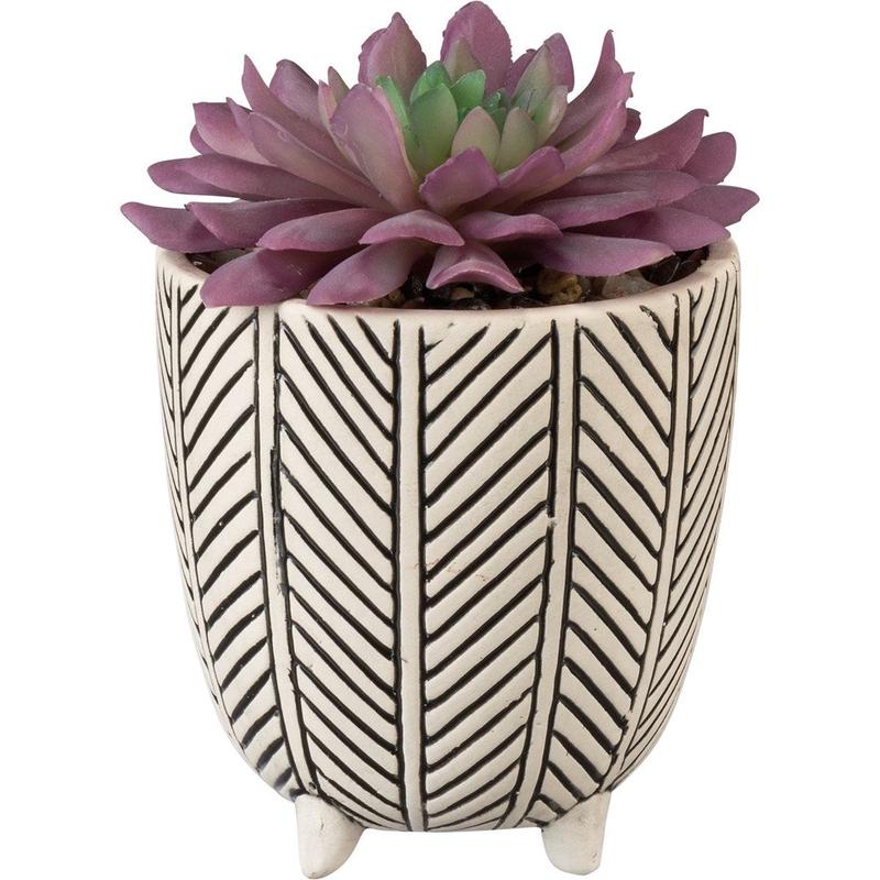 Succulent With Pot